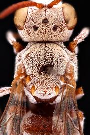   Eudioxys schwartzinbsp; female dorsal view of head, thorax, and anterior portion of abdomen, photo: L. Graham 
